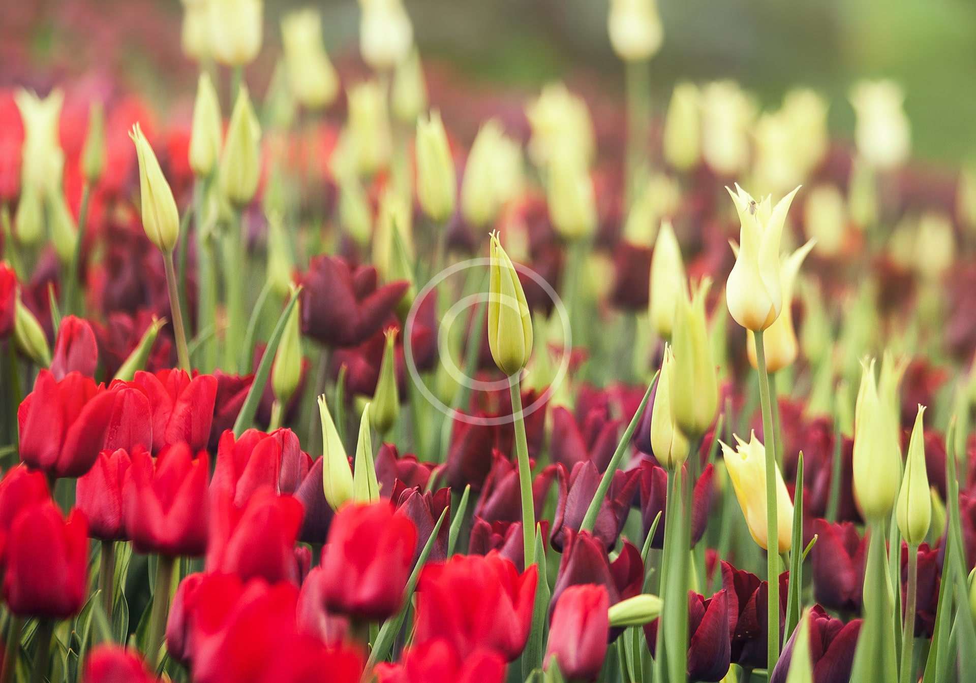 Gardens Tour and Tulip Farm Visit